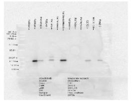 CRYAB ANTIBODY 200UG