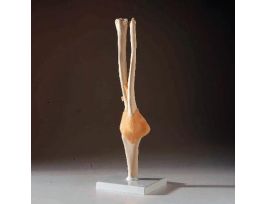 MODEL FUNCTIONAL ELBOW JOINT