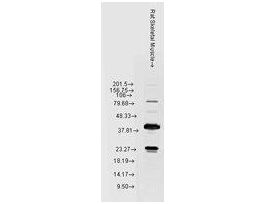 HSP22 ANTIBODY 100UL