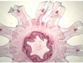 AURELIA-EPHYRA (WM) SLIDE