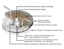 ? T BRAIN SLICE ADAPTER