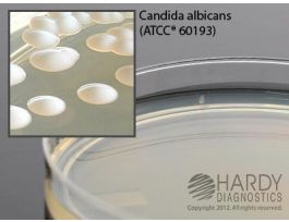 SABDEX (SABOURAUD DEXTROSE) AGAR PK10