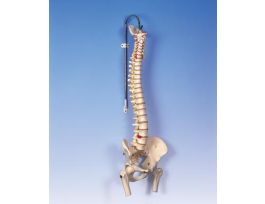 MODEL FLEXIBLE SPINE W/FEMUR HEAD