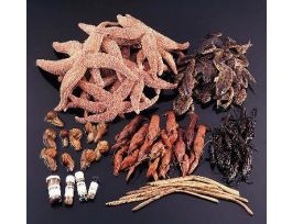 CLASSROOM 8 PHYLA ANIMAL SURVEY SET/100