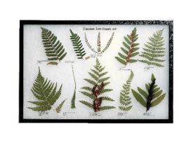 COMMON FERN FROND SET RKR MT 21 X 14