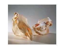 COW SKULL NATURAL BONE