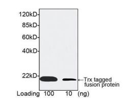 (TRX-TAG ANTIBODY MAB MOUSE)