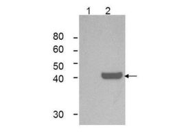 IDO1 ANTIBODY 25UL