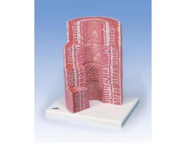 MODEL MICRO ANATOMY DIGESTIVE TRACT