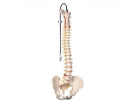 MODEL FLEXVERTEBRAL COLUMN
