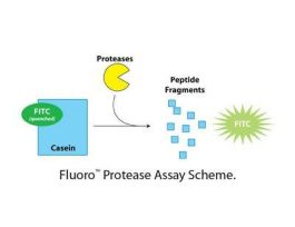 KIT PROTEASE ASSAY FLUORO 1000ASSAYS