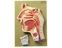 MODEL NOSE MOUTH CAVITIES