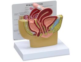 MODEL BASIC FEMALE PELVIS