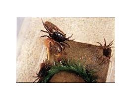 KIT FIDDLER CRAB HABITAT (UCA SP.)