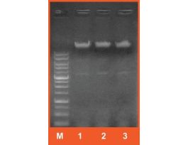 GYEAST MINI GEN DNA REAGENT KIT 100 PREP