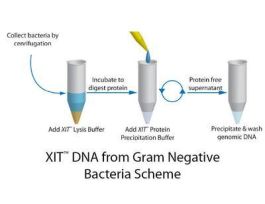 DNA FROM GRAM BACTERIA 250ML