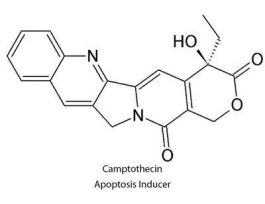CAMPTOTHECIN APOP INDUC 2MM 1ML