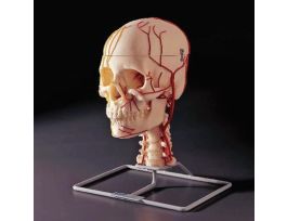 MODEL NEURO-VASCULAR SKULL ON STAND