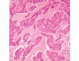GILLS HEMATOXYLIN # 2 500ML