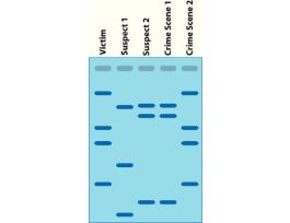 DNA FINGERPRINTING G-BIOSCIENCES