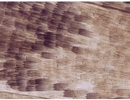 BUTTERFLY WING (WM) SCALED WING.