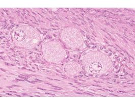 GEN.HISTOLOGY THIN-SECTION SET/20 (1.5U)