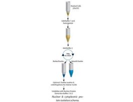 KIT NUCLEAR/CYTOPLASMIC EXTRN 100PREPS