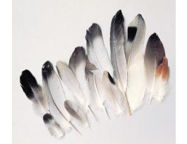 FEATHER SET/10 DOWN & CONTOUR W/GUIDE