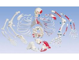 MODEL PTD DISARTICSKELETON W/ KEY