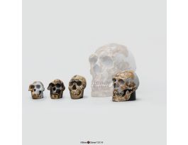 HALF SIZE HOMINID SET