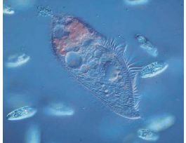 LIVE BLEPHARISMA CULTURE 120 STUDENTS