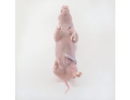 FETAL PIG 7-11 1X INJ PURE SOLN VP/1