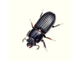 BESS BUGS PK/12 O. DISJUNCTUS