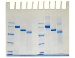 DETERMINATION PROTEIN MW