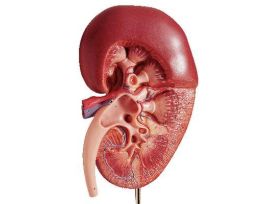 MODEL KIDNEY OVERSIZED
