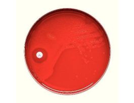 TAXO P DISC (3ML) CART.