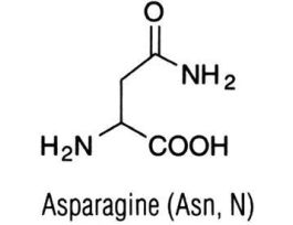 L-ASPARAGINE ANHYD HIGH PURITY GR 100G