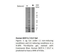 100-131-500UG HUMAN MCP-3 / CCL7