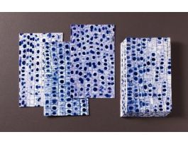 CARDS MITOTIC STAGES FLASHCARDS SET25