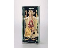 CAT ANATOMY MUSEUM MOUNT