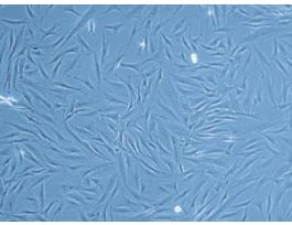 HFDPC-c: Human Follicle Dermal Papilla Cells (HFDPC)