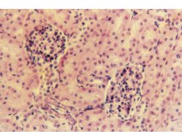 KIDNEY (SECT) H&E MAMMAL