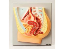 MODEL FEMAL REP SYSTEM