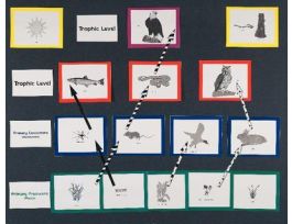 MANIPULATIVE MAGNETIC BOARD-FOOD CHAIN