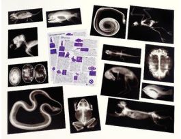 KIT ANIMAL X-RAYS SET/13
