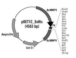 POET1C_6XHIS TRANSFER PLASMID 20UL
