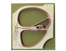 MODEL COCHLEA SECTION