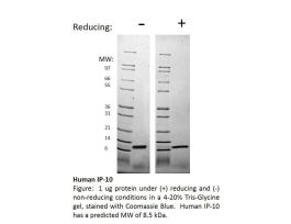 100-27-500UG HUMAN BCA-1 / CXCL13