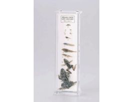 GRASSFROG LIFE HISTORY MUSEUM