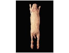 DOUBLE INJECTED RABBIT PM VACPACK/1